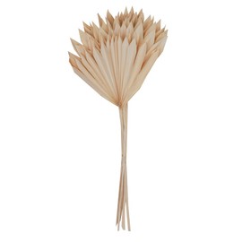 Vickerman Natural Botanicals 20" Bleached Palm Sun Stem, Real Preserved Foliage Stems, Includes 12 Stems Per Pack
