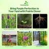 Outsidepride Purple Prairie Clover Seeds - 1000 Pcs Perennial Seeds