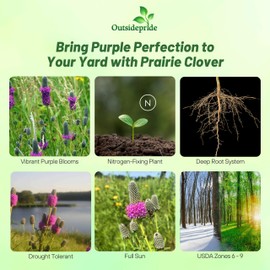 Outsidepride Purple Prairie Clover Seeds - 1000 Pcs Perennial Seeds for Planting, Easy to Grow, Drought & Heat Tolerant, High Protein Forage for Livestock, Ideal for Meadow Gardens, & Xeriscaping