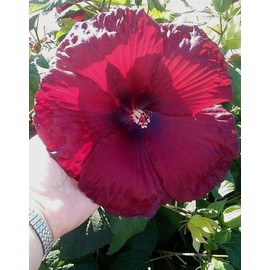 Beautiful Red Hardy Hibiscus! 10 Seeds! COMB S/H! SEE OUR STORE!