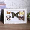 Exquisite Butterflies Insect Specimen Craft Birthday Gift Home Decor Ornament