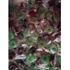 Lifesavers Hard Candy "ALL RASPBERRY & WATERMELON Flavors" BULK CANDY-