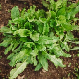 Garden Sorrel (English or Common Sorrel) - 250 Seeds - Popular Perennial Foraging Green, Great for Soups & Stews, Non-GMO Common Sorrel Seeds for Planting in The Home Garden, Thresh Seed Company