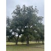 Patrick Creek Farm Texas Native Pecan Tree Seeds 20 Fresh