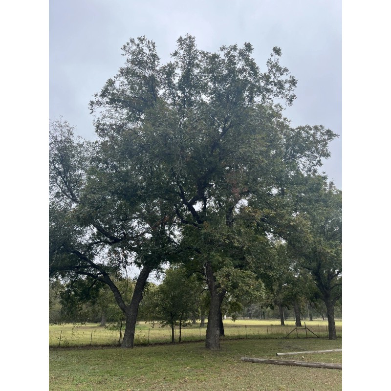Patrick Creek Farm Texas Native Pecan Tree Seeds 20 Fresh