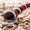 Discovery Kids Remote Controlled King Snake, Realistic slithering RC Reptile...