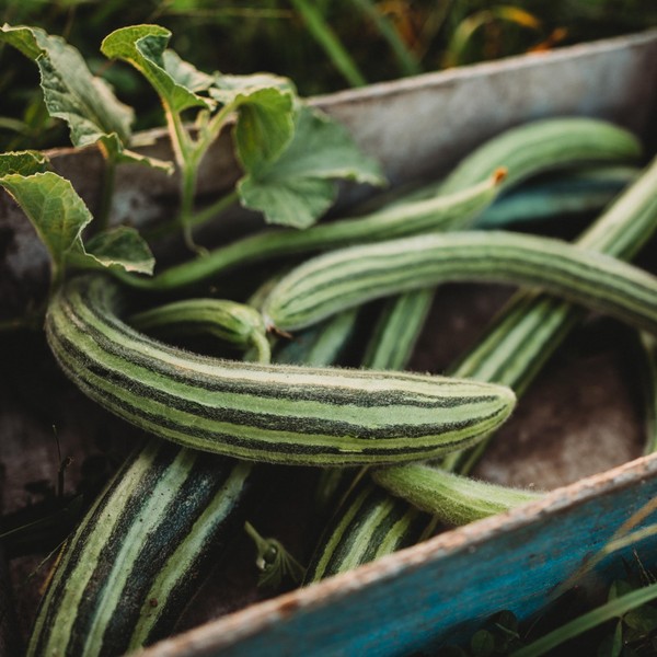 Painted Serpent Cucumber - 25 Seeds - Unique Striped Cucumber