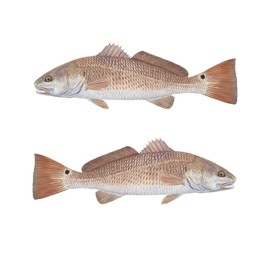 Qty. 2 Redfish Decal Red Drum Fishing Decals Florida Snook Fishing Stickers UV Protected Outdoor Vinyl Fish Stickers Fish Decals Redfish Artwork Mini Decal by Skiff Life
