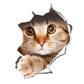 Cute 3D Cat/Dog Wall Sticker Children's Room Bedroom Wall Sticker Toilet Lid Waterproof Sticker Bathroom Wall Sticker Fridge DIY Sticker (3D Cat)