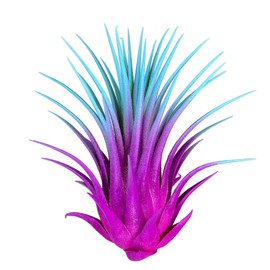 Ionantha Guatemala Tillandsia Air Plant, Guatemala Tillandsia Live Airplant, Healthy Arrival Guaranteed, Great Indoor Plant, Home Decor & Gift Rainbow #2