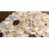 Unbranded 6 Fabulous Iridescent Cream Trocas Shell MOP Buttons 15mm