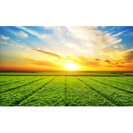 CELLAVITA Multi C Vita 1250 Tabletten | Natürliches Vitamin C | Kautabletten/Lutschtabletten mit natürlichem Vitamin C aus der Acerolakirsche | ohne synthetische Zusätze im Vorratsbeutel