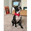 Unique style paws Dog Collar with Removable Bow Tie, Dog