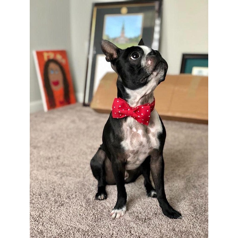 Unique style paws Dog Collar with Removable Bow Tie, Dog