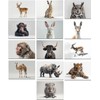 the lazy panda card company 64 Animal Postcards - Postcards