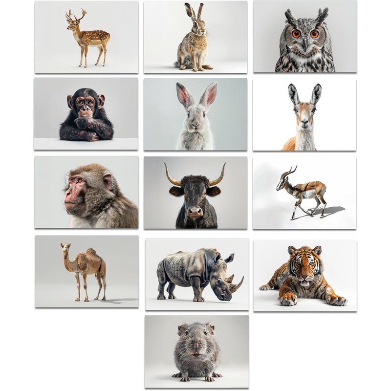 the lazy panda card company 64 Animal Postcards - Postcards