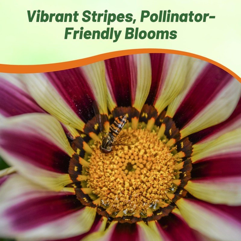 Outsidepride New Day Rose Striped Gazania Seeds for Planting –