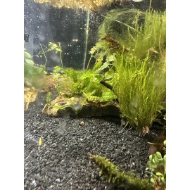 *INSTANT AQUARIUM CYCLE* Bacteria Starter With Live Microfauna + Plants And Moss