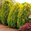 CZ Grain 30 Golden Oriental Arborvitae Tree Seeds for Planting