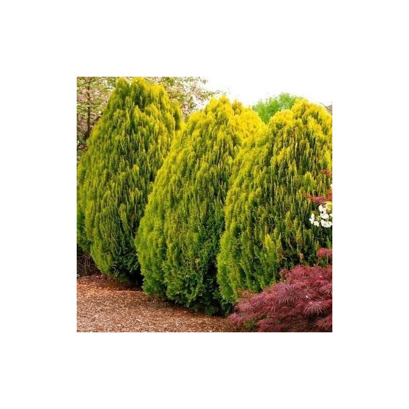CZ Grain 30 Golden Oriental Arborvitae Tree Seeds for Planting