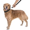 GoLeyGo Dog Lead with Collar, Black, Size L, Pack of