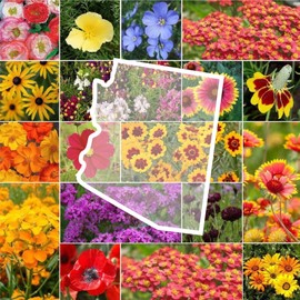 Eden Brothers Arizona Wildflower Mixed Seeds for Planting, 1/4 lb, 120,000+ Seeds with Yarrow, Cosmos, Indian Blanket | Attracts Pollinators, Plant in Spring or Fall, Zones