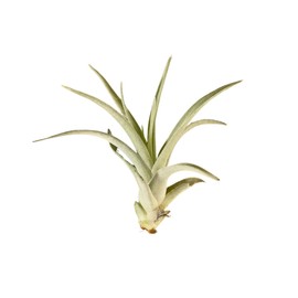HOUSE PLANT SHOP | Tillandsia Air Plant 'Harrisii'| Live Indoor Plant | Easy to Care | Natural Décor Plant | Great Gifts| Free Care Guide