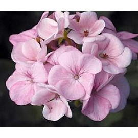 Geranium Zonal Maverick Series Appleblossom Seeds