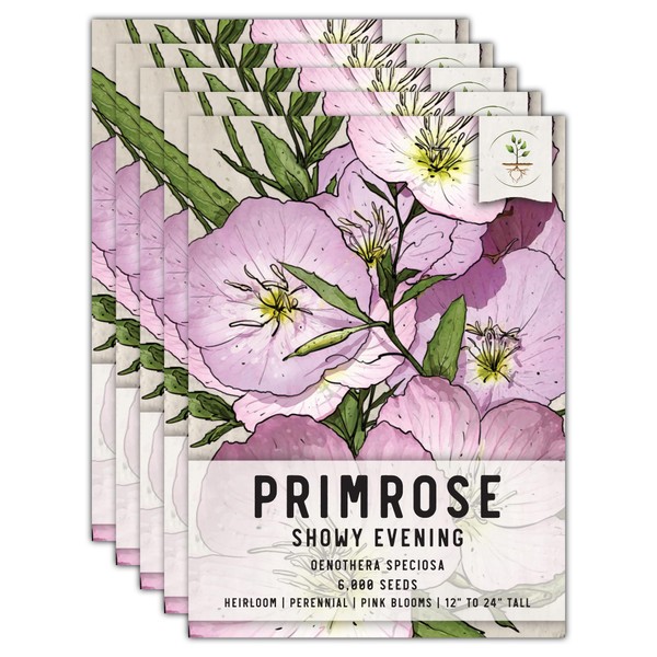 Seed Needs, Showy Evening Primrose Seeds - 6,000 Seeds for