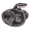 Hi-Line Gift 87680-B Regius Ball Python Statue