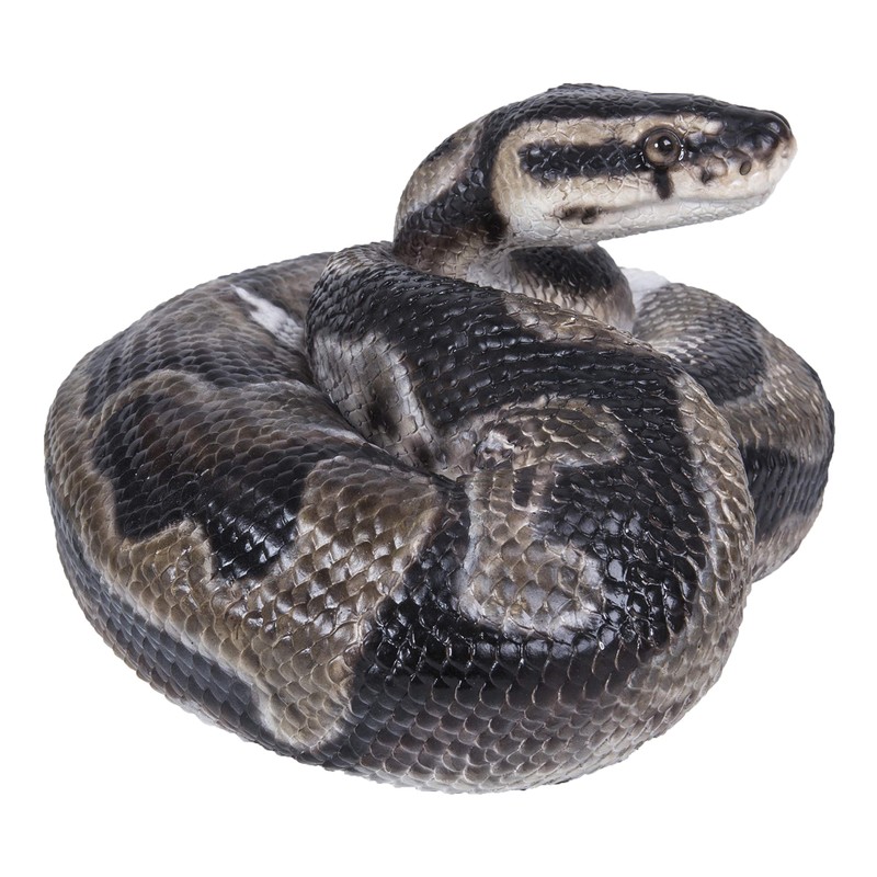 Hi-Line Gift 87680-B Regius Ball Python Statue