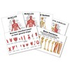 Blue Tree Publishing Muscle Charts (Muscle gift pack)