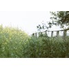Original Wolfen (Orwo) NC500 Colour Small Film 400 ASA 36