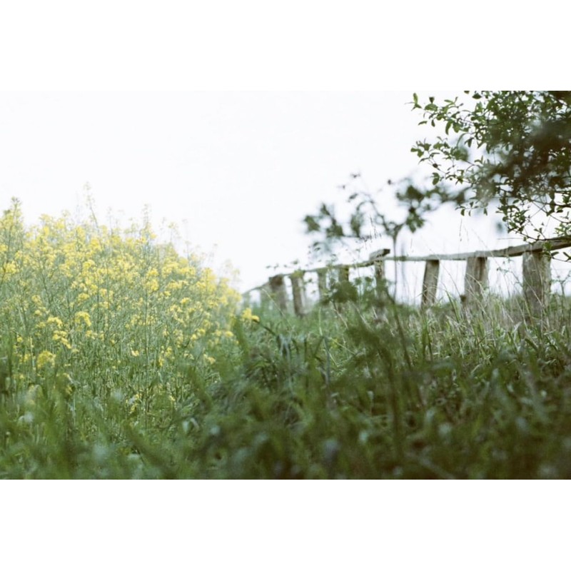 Original Wolfen (Orwo) NC500 Colour Small Film 400 ASA 36