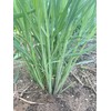 Lemon Grass Stalks, Freshly Harvested, 10 Count, For Thai Cooking