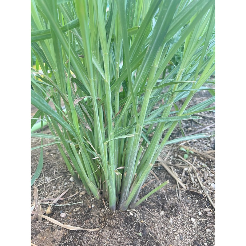 Lemon Grass Stalks, Freshly Harvested, 10 Count, For Thai Cooking