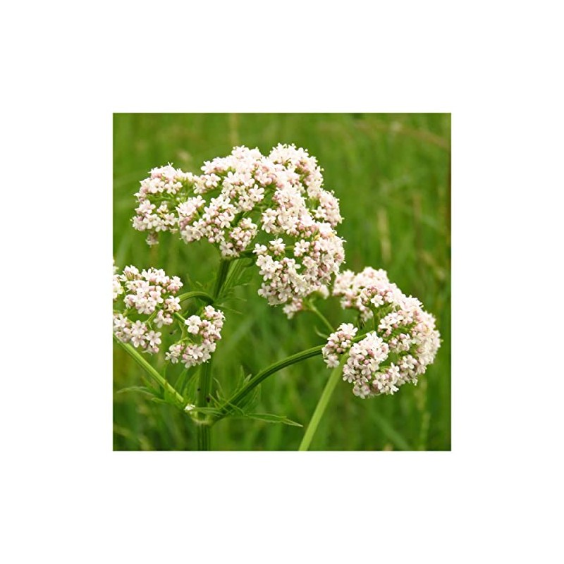 Everwilde Farms - 1/4 Lb Anise Herb Seeds - Gold