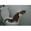 CitiKitty Cat Toilet Training Kit (One Pack)