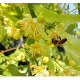 Ascania Linden Honey 100% Pure Natural Glass Jar GMO Free 22.9 OZ / 650 gr Product of Ukraine (1 Pack)