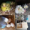 YJJKJ Pet Wood Parakeet Nest Box Bird House Breeding Nesting