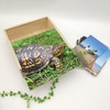 Fabulous Wooden Box - Turtle of Earth Black and Yellow