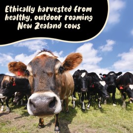 Colostrum Capsules by Holy Cow Health - Pure, Undiluted + Highly Bioactive - Ethically Sourced from New Zealand - Supports Gut Health, Immunity + Overall Well-Being