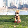 RC Pets Patterned Step in Cirque Harness | Breathable Mesh