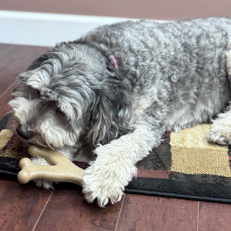 SPOT Bam-Bones Wishbone - Made with Strong Bamboo Fiber, Durable