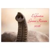 Elephant Grey Giants (Wall Calendar 2026 DIN A2 Landscape), CALVENDO