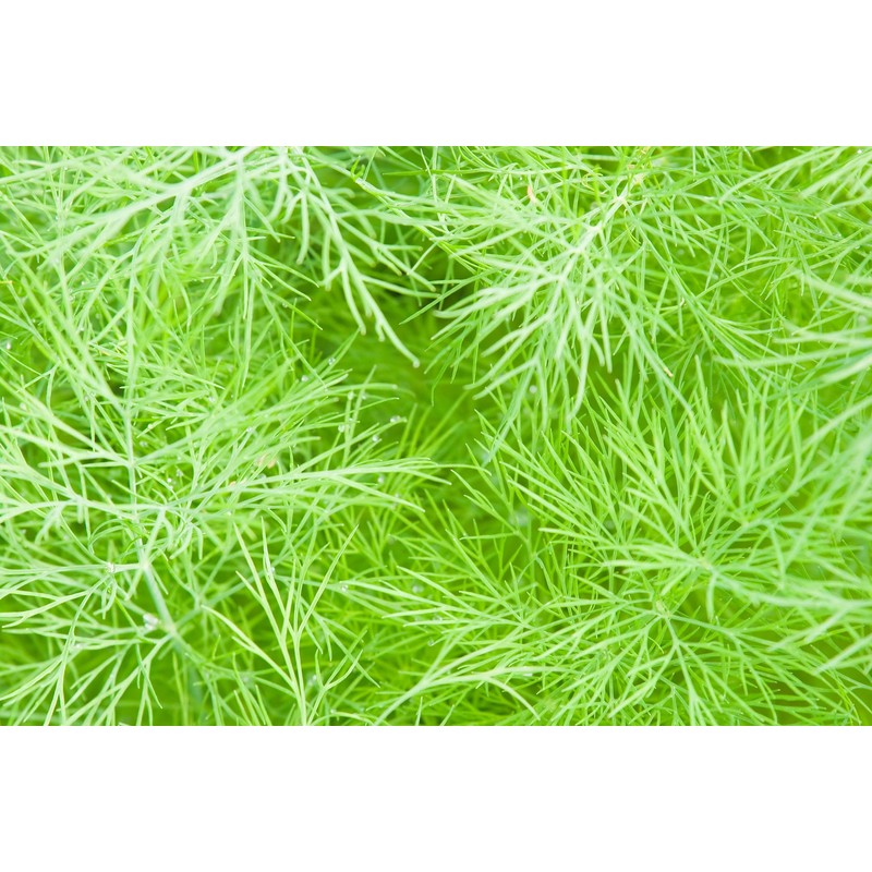 Fennel Seeds, 200+ Green Leaf, Heirloom, Non GMO Seeds, Foeniculum
