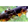 Wild Natural Tao Jiao Peach Resin Gum Jelly, Food additives