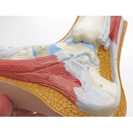 3B Scientific M30 Model of a Normal Foot + Free Anatomy App - 3B Smart Anatomy - 3B Smart Anatomy
