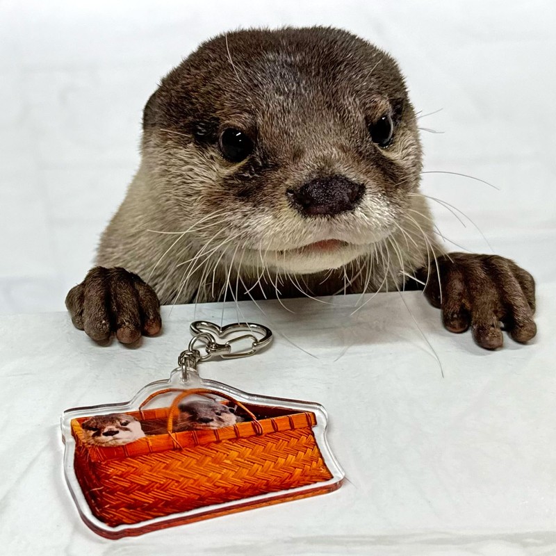 白州 カワウソクリアファイルとキーホルダーセット（特製A4クリアファイル6枚＆厳選キーホルダー2種）
