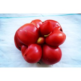 Unique Tomato Travel Voyage Reisetomate Seeds for Planting About 20 Seeds
